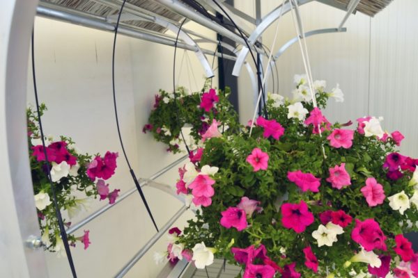 Chiringuito - innowacyjny ekspozytor na kwiaty wyposażony w system nawadniania