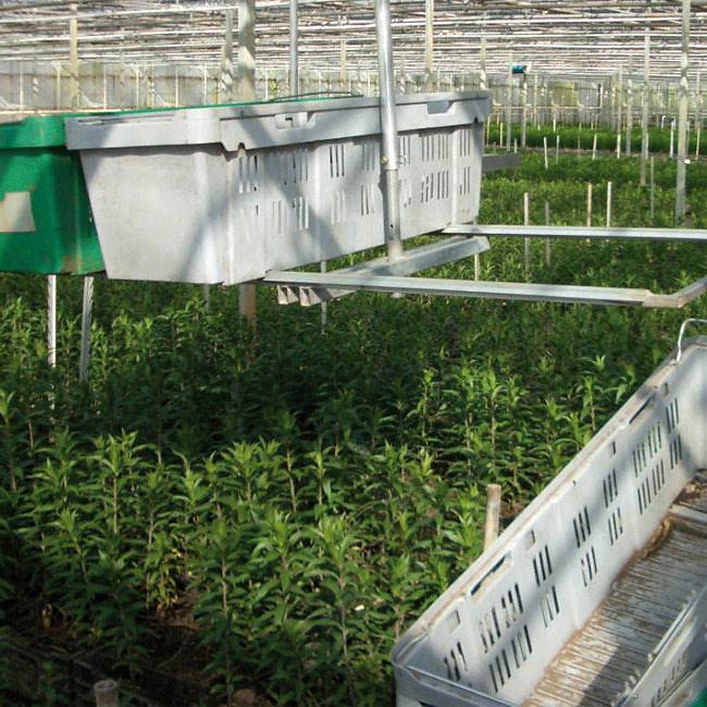 6cesta-per-trasporto-fiori-489214-520877-520901 Uniwersalny pojemnik do transportu kwiatów ciętych