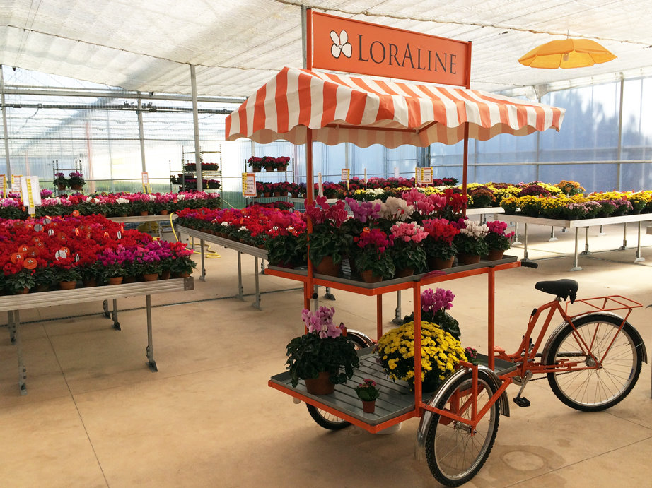 kareta-display-483843 Mobilna kwiaciarnia