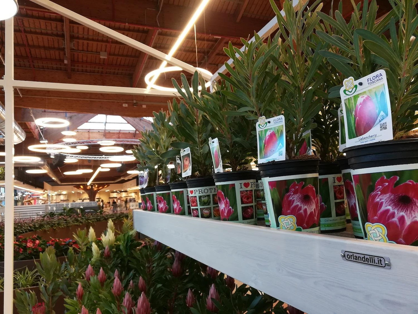 wood-wall-bench-line-amor-499697-544398-554724-554739 Wood Line Amor Przyścienny stół ekspozycyjny